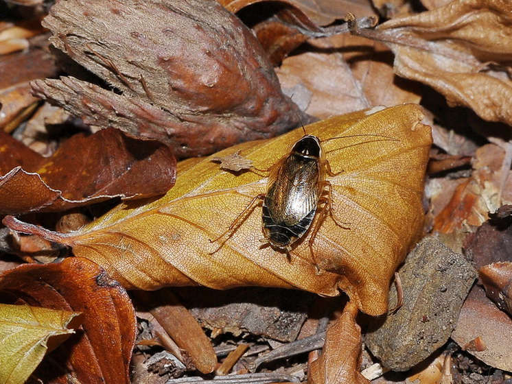 Ectobius sylvestris (Poda, 1761)